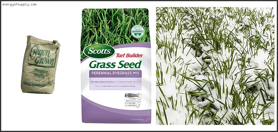 Best Rye Grass Seed