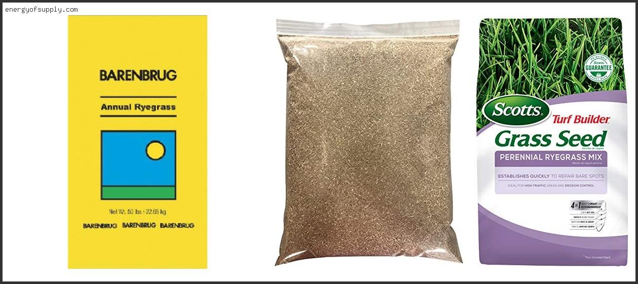 Best Ryegrass Seed